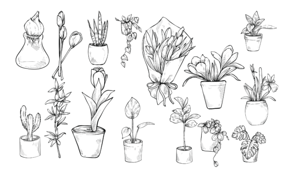The Organic Charm of Decorative Plants Handdrawn Illustration